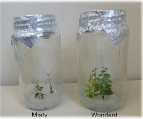 Figura 3 - Frascos com explantes de mirtileiro das cultivares Misty e Woodard no sétimo subcultivo