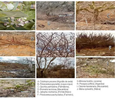 Fig.  8    Espécies  identificadas  em  ambiente  de  lixão  desativado  em  Boa  vista  (L2),  estado  da  Paraíba,  Brasil