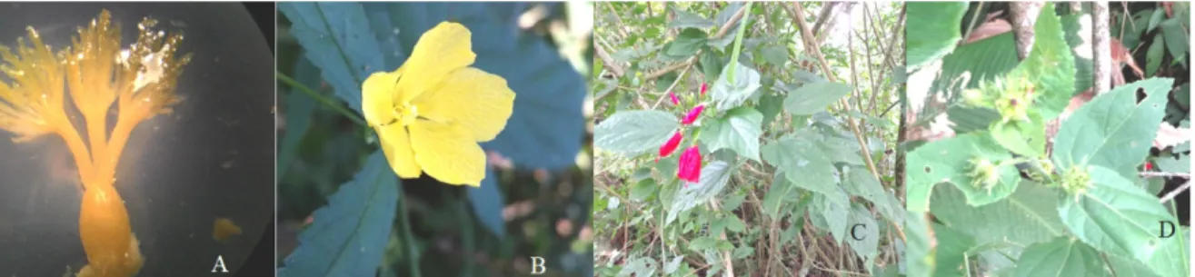 Figura 2. A: Corchorus sp., ovário, estigma penicelado. B: P. communis, flor. C: M. penduliflorus,  flores pêndulas vermelhas