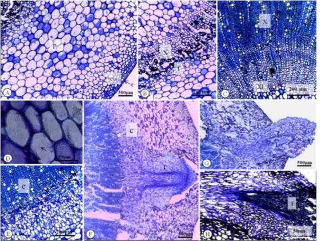 Figura 4. Secções transversais de estacas caulinares de Aphelandra nitida Ness &amp; Mart