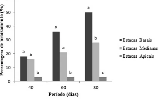 Figura 1. Porcentagem de enraizamento das estacas de Aphelandra nitida Ness &amp; Mart., após 40, 60 e 80 dias após o  plantio