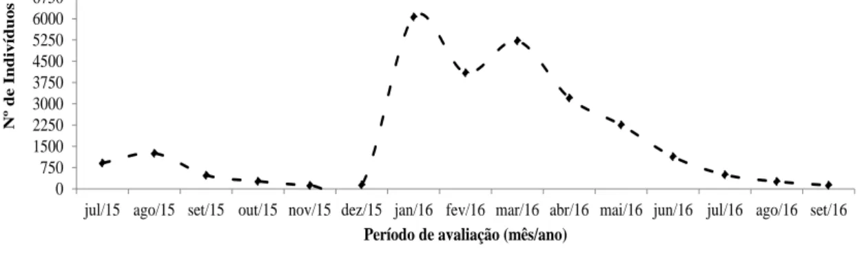 Figura 1. Curva de emergência de indivíduos no tempo, na área experimental na Fazenda Cachoeira de São Porfírio, em  Várzea, PB