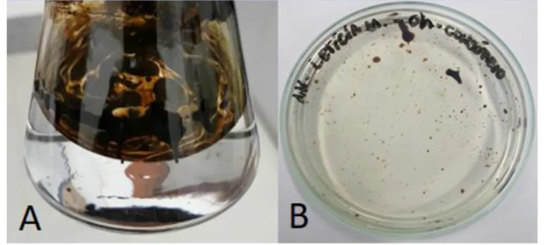 Figura 6: 0h de aplicação do produto para degradação de Petróleo, sendo que: A) Aspecto da degradação no frasco  com esferas + Meio Mineral; B) Plaqueamento da amostra