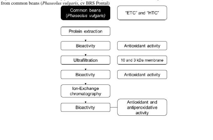 Figure 1. Flowchart of obtaining partially purified peptides with vasorelaxant,  antiperoxidative and antioxidant activity  from common beans (Phaseolus vulgaris, cv BRS Pontal) 