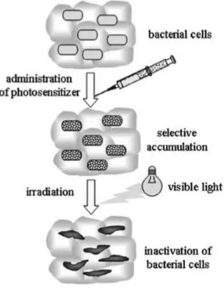 Figure 2: Schematic representations of the bacterial photodynamic inactivation (PDI) (DURANTINI, 2006)