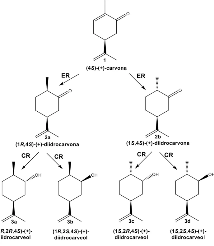 Figura 1: Possíveis rotas biocatalíticas da (4S)-(+)-carvona; ER = ene-redutase; CR = carbonil redutase 
