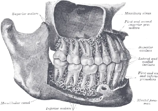 Fig. 3 - Vista lateral do seio maxilar. (www.lookfordiagnosis.com) 