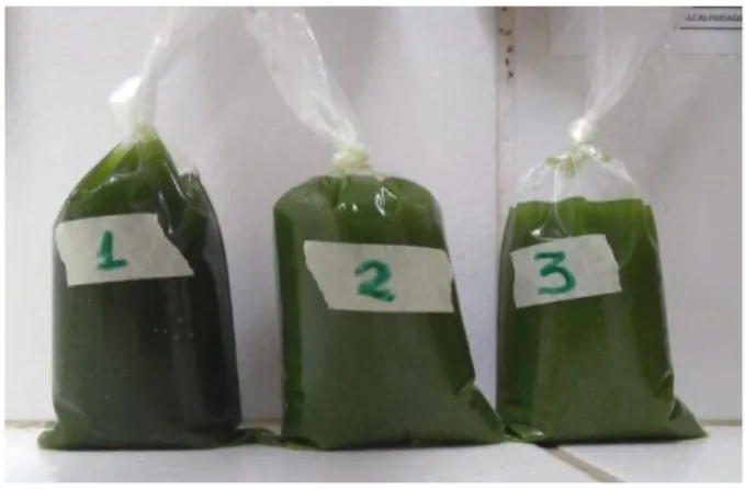 Figura 1 – Biomassa algal floculada pronta para liofilizar.