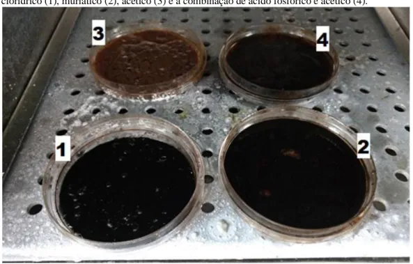 Figura 6: Silagem ácida de vísceras de suínos após secagem a vácuo, sendo tratadas com ácido  clorídrico (1), muriático (2), acético (3) e a combinação de ácido fosfórico e acético (4)