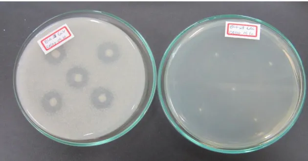 Figura 1. Modificação de tamanho, formas, elevação e bordos das colônias da bactéria INPA BLG 28 em meio  com glúten ou lactose
