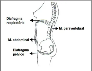 Figura  1  -  Ligação  entre  os  músculos  abdominais  e  paravertebrais com o diafragma pélvico e respiratório