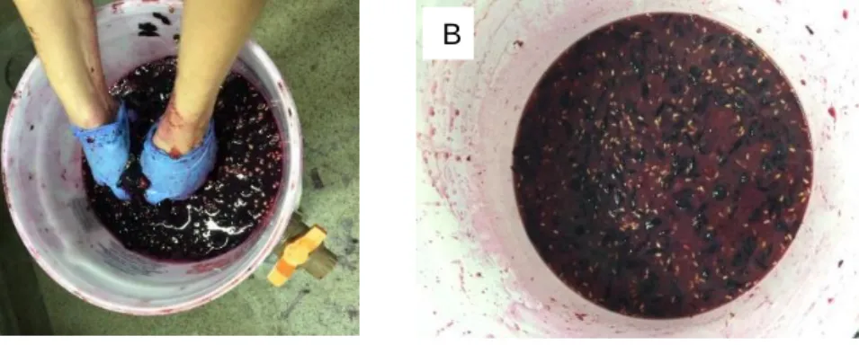 Figura 5. Etapa de esmagamento da uva BRS Violeta para obtenção do mosto (A) e etapa de sulfitagem do mosto em  reator fermentativo (B)