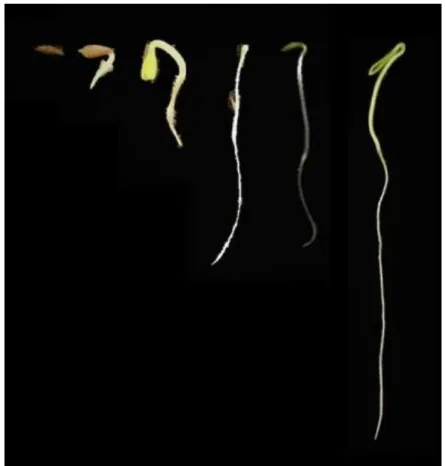 Figura 2.  Fases do processo germinativo e emergência de sementes de Alface (Lactuca sativa L.), avaliação até  os 8 dias