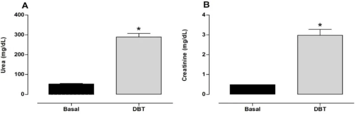 Figure  3.  Plasma levels  of  renal  damage  markers.  Levels  of  (A)  urea and (B)  creatinine in rats that received  vehicle (Basal group, n = 8) and streptozotocin (Diabetic group, n = 8)