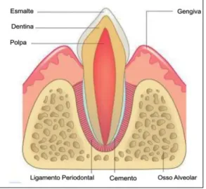 Figure 1. Ilustrative representation of the structures that make up the protective periodontal (gum) and support  (cementum, alveolar bone and periodontal ligament)
