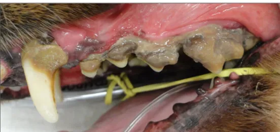Figure 2. Photographic image of a dog's oral cavity with severe periodontal disease. 
