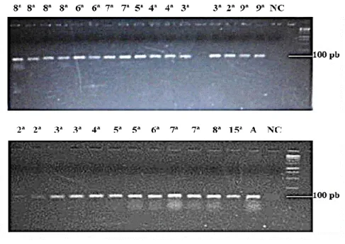 Table 2 - Primers utilized in qualitative PCR 