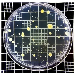 Figura  1.  Placa  de  PCA  com  colônias  de  microrganismos  psicrotróficos  após  incubação  em  temperatura  de  refrigeração durante 10 dias