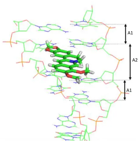 Figura 1 - Representação da intercalação da Berberine numa cadeia de ADN  D(ATGCAT)2. O alongamento da cadeia, em A2,causado pela intercalação da 