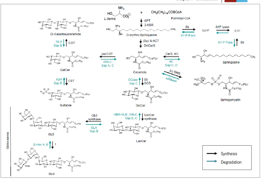 Figure 1: The GSL metabolic pathways. The synthesis and degradation of GSLs are sequential processes