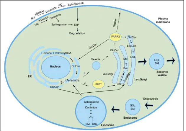 Figure 3: Schematic representation and localization of GSL metabolism in the cell. GSL biosynthesis starts in the ER
