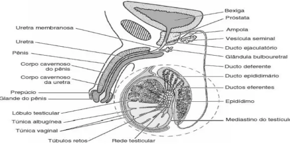 Figura 3 - Esquema do sistema reprodutor masculino (Adaptado de Junqueira, 2004) 