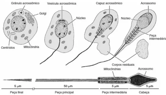 Figura 7- Esquema das fases de alteração da espermatogónia e constituição do espermatozóide                                 (Adaptado de Junqueira, 2004) 