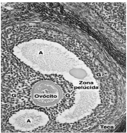 Figura 8- Observação microscópica do folículo antral contendo um ovócito (A- Cavidades, B- Células da granulosa)                   (Adaptado de Junqueira, 2004) 