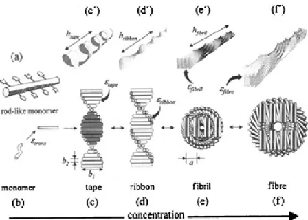 Figure  4 β-sheet based ﬁbres can form a series of hierarchical structures depending on  the  concentration
