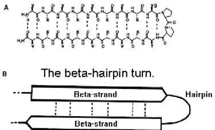 Figure  5  β-harpin  structure:  (A)  peptidic  sequence  showing  hydrogen  bonds  and  a  proline  bridge  which  characterizes  the  harpine  turn;  (B)  cartoon  scheme  of  the   β-harpin turn