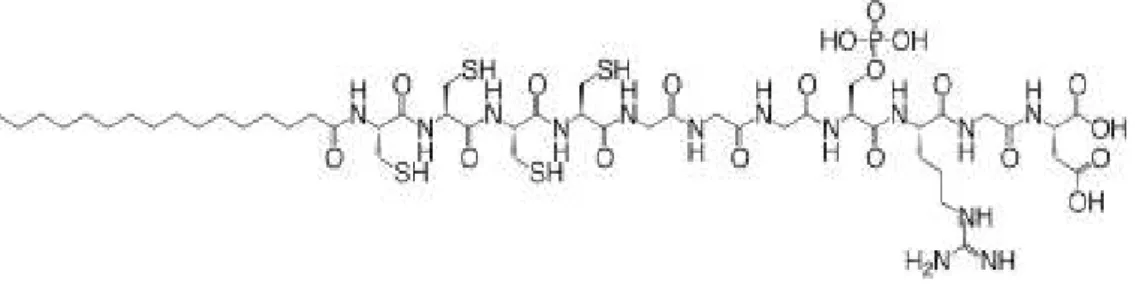 Figure  10  Molecular  modeling  of  the  structures  formed  from  the  peptides  with  negatively  charged  heads  and  glycine  tail