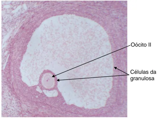 Figura 1 Folículo de Graaf humano.[10] Note-se o anel de células da granulosa  que  rodeiam  o  oócito  II  e  que  permanecerá  à  sua  volta  quando  ocorre a ovulação