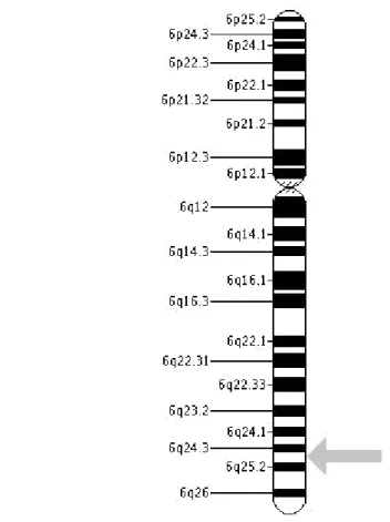 Figura 3 Localização do gene que codifica o REα.[19] 