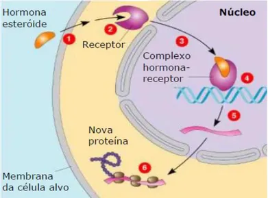Figura 5 Mecanismo de ligação ao recetor, sinalização e resposta celular, para  as hormonas esteróides.[6] 