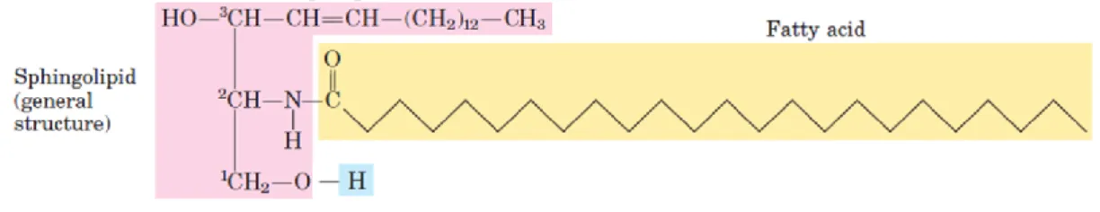 Figure 1.5 – Ceramide structure representation. Adapted from (Nelson and Cox, 2004).  