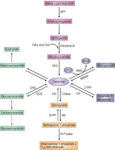 Figure  1.6  –  Pathways  of  sphingolipid  metabolism.  Adapted  from  (Ogretmen  and  Hannun,  2004)