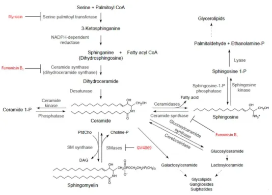 Figure 3.3 – Ceramide biosynthesis pathways and inhibitors: GW4869, fumonisin B1 and myriocin (red)