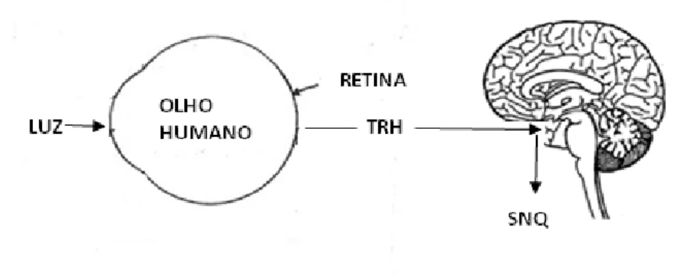 Figura 2.4 Esquema simplificado do ciclo circadiano (32)   