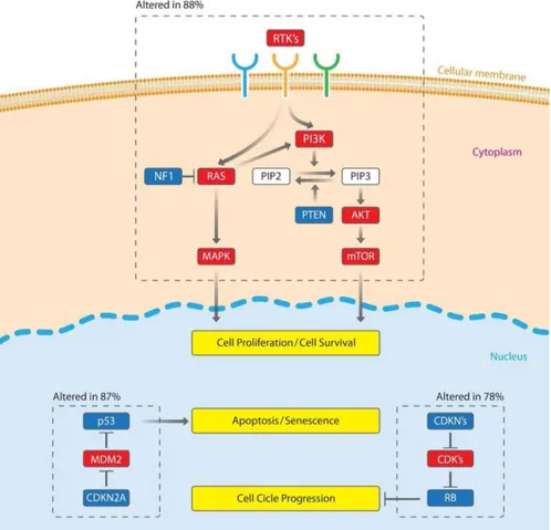 Figure 1.3| Main signaling pathways commonly altered in glioblastoma, and the  alteration  frequency  of  each  pathway  (dashed  boxes)