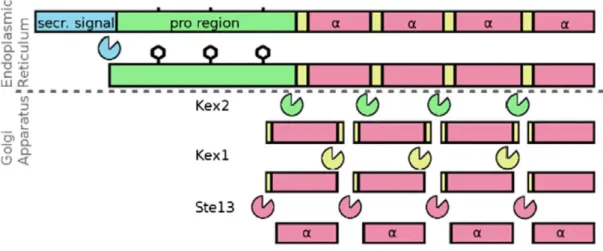 Figure 6 – Processing of  S. cerevisiae α mating pheromone. The α propheromone is produced after the  cleavage  of  the  secretion  signal