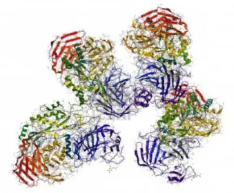 Figure 2. Sucrose-Isomaltase structure 