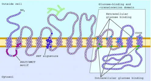 Figure 4. The secondary structure of SGLT1 