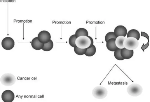 Figure 3: The carcinogenic process. Cancer formation is the result of several changes in any cell  type of the body that occurs in a long period of time