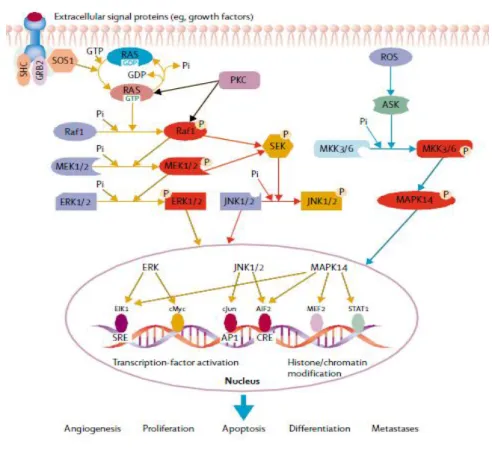Figure  5:  The  MAPK  signalling  in  pathogenesis.  Three  related  signal  transduction  cascades  activated through growth factors, stress or inflammation