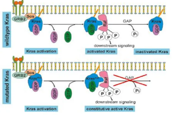 Figure 6: The mechanism of KRAS activation. This activation occurs as a result of the formation  of  a  complex,  GRB2  (Growth  factor  receptor-bound  protein  2)  and  SOS,  that  leads  to  a  conformational change mediating the exchange of GDP (inacti