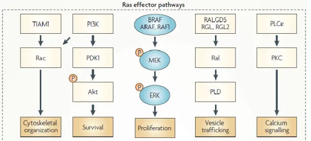 Figure  7:  The  RAS  signalling  pathway.  RAS  protein  activates  the  BRAF–mitogen-activated  and  extracellular-signal  regulated  kinase  kinase  (MEK)  –  extracellular  signal-regulated  kinase  (ERK)  cascade which often determines proliferation a
