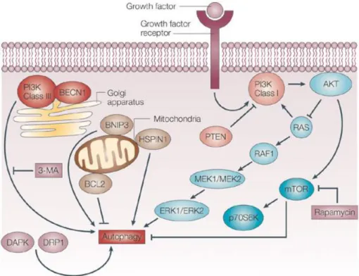 Figure  10:  Schematic  representation  of  autophagy  regulation.  In  nutrients  limiting  conditions,  mTOR  is  inhibited,  de-repressing  autophagy