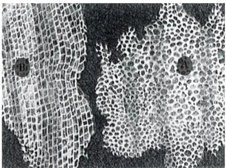 Figura 2 – Imagem microscópica de 1664, obtida por Robert Hooke, da cortiça na direção radial (A) e  tangencial (B) (adaptado de Gibson, 1997)
