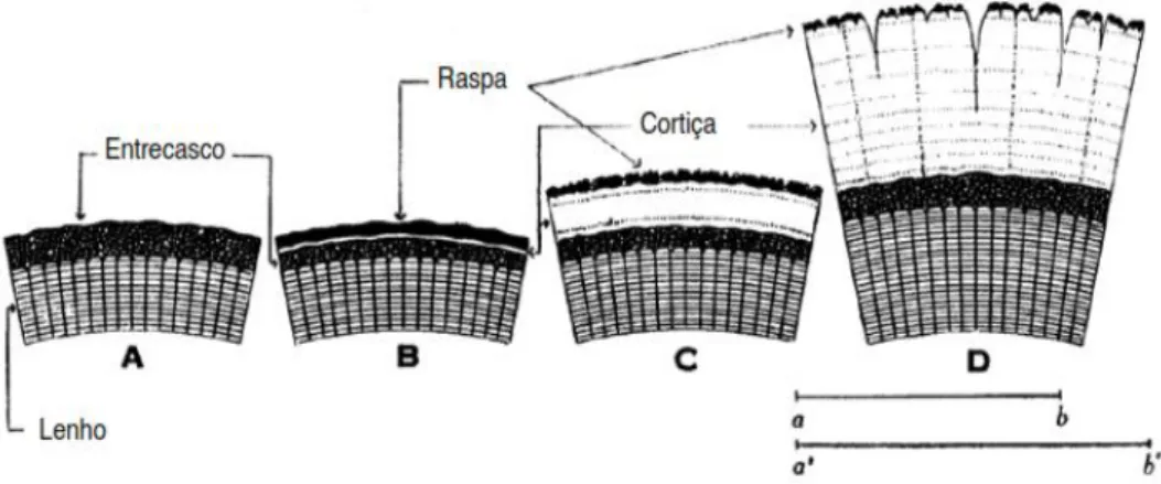 Figura 9 – Estrutura macroscópica da cortiça (reproduzido de Gil, [s.d.]). 