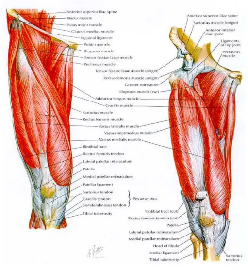 Figura 2.1 - Músculos da face frontal da anca e perna [ (Medicine, 2004)]